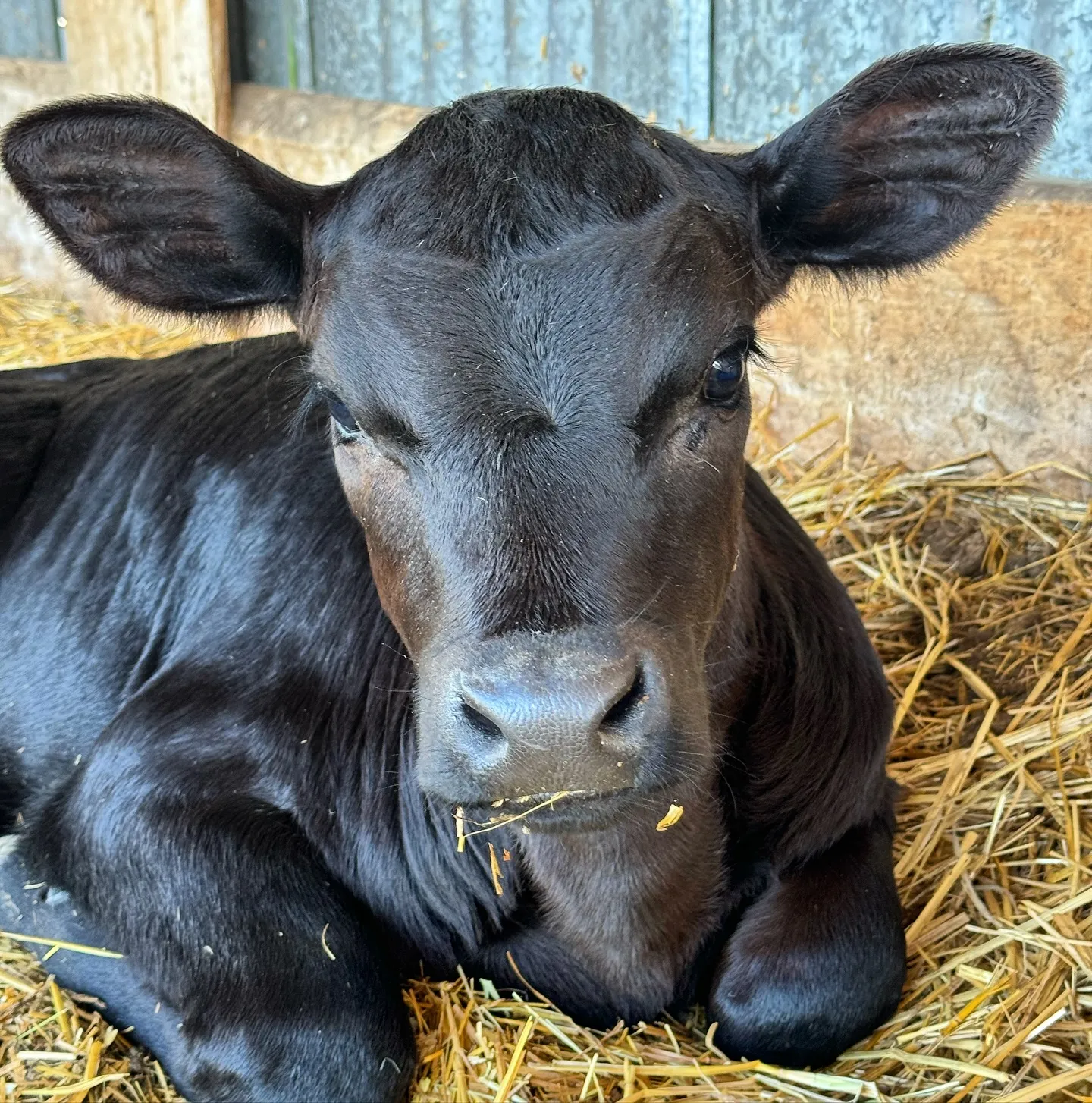 A young black calf resting in hay at the Purdy Ranch barn