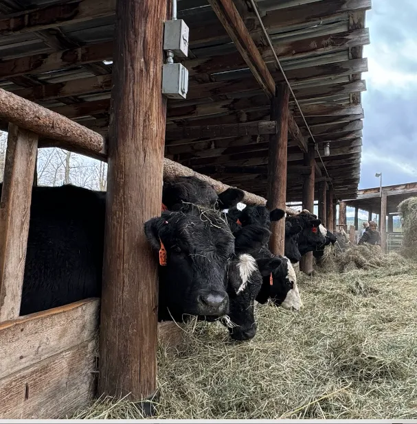 The Purdy Ranch herd, Eureka, Montana